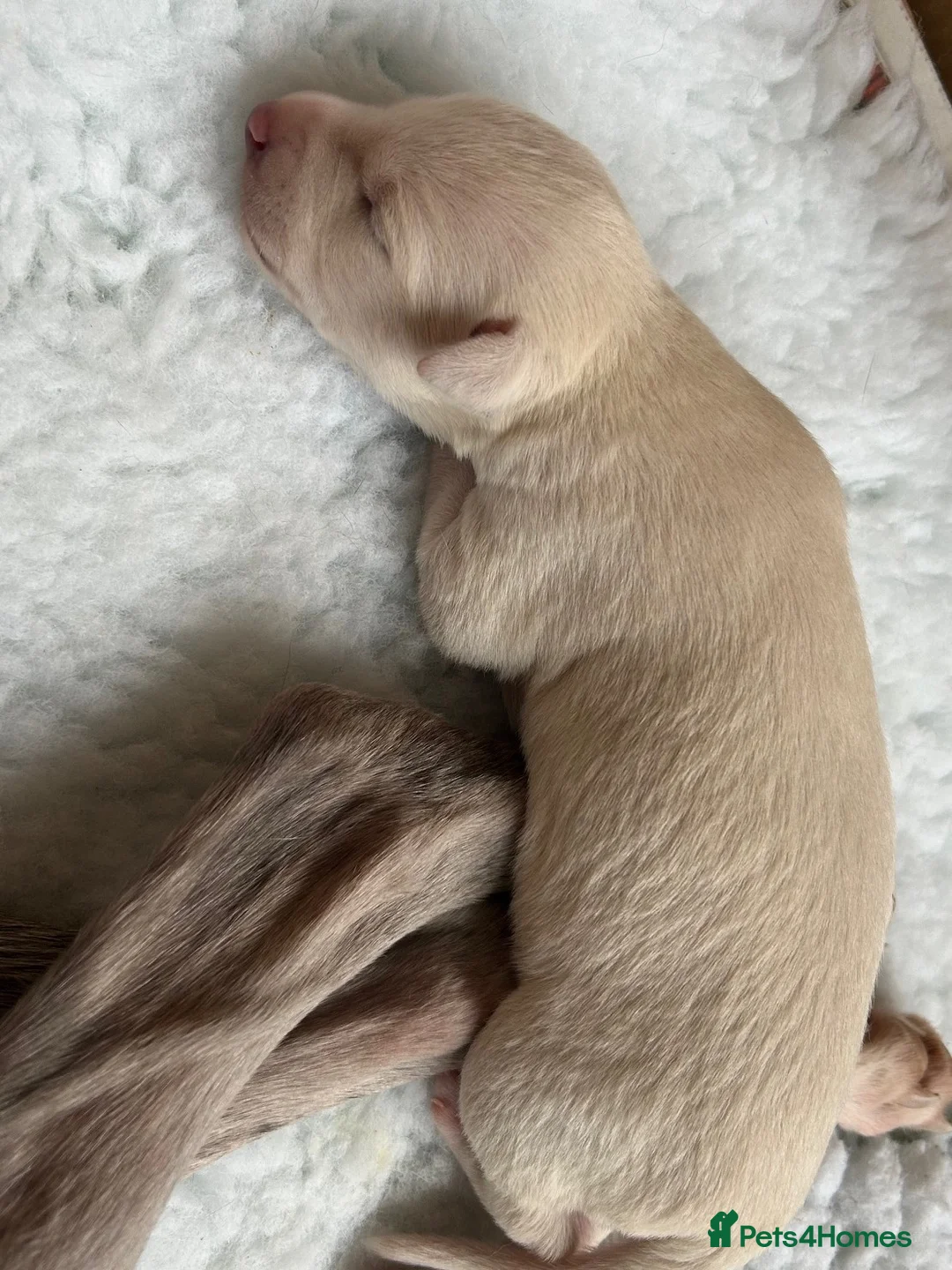Whippet dogs for sale: Whippet lurcher pups - Advert 23