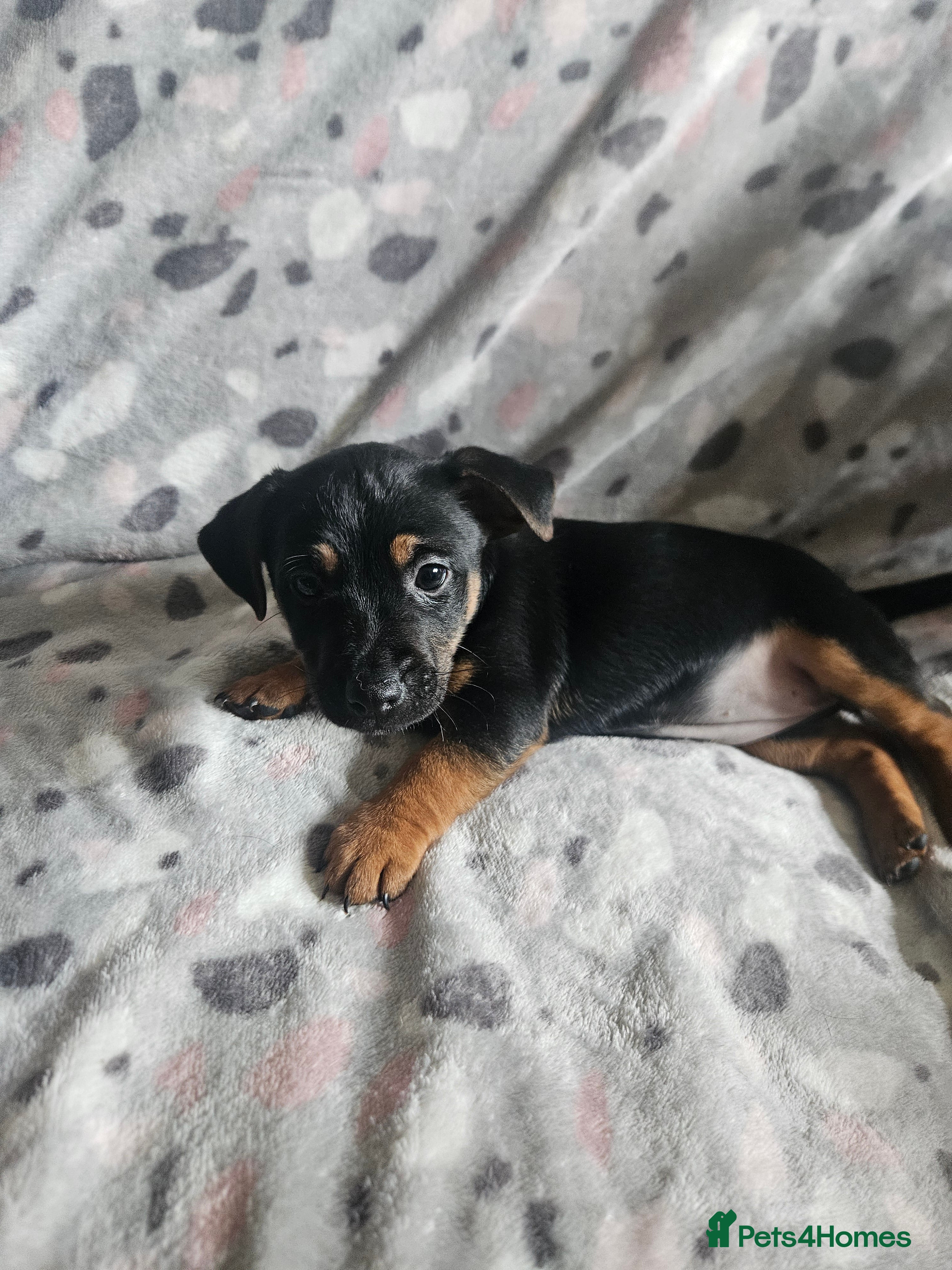 Jack Russell dogs Beautiful Black & Tan Jack Russell puppy's  - Advert 3