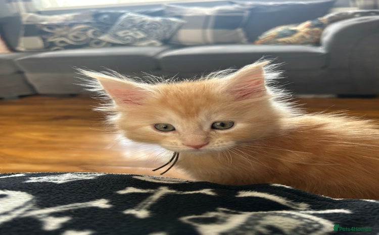 Maine Coon cats - Advert 10