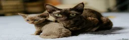 Devon Rex cats for sale: Adorable GCCF Registered Devon Rex Kittens - Advert 1