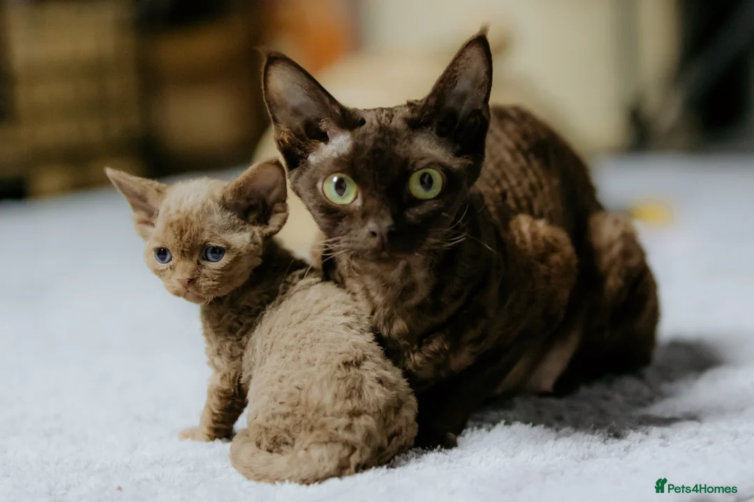 Devon Rex cats for sale: Adorable GCCF Registered Devon Rex Kittens - Advert 1