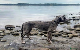 Great Dane dogs for sale: Beautiful Merle Female Great Dane  - Image 5