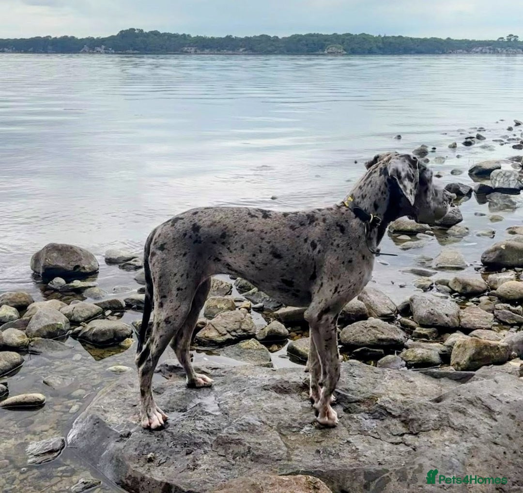 Great Dane dogs for sale: Beautiful Merle Female Great Dane  - Image 5