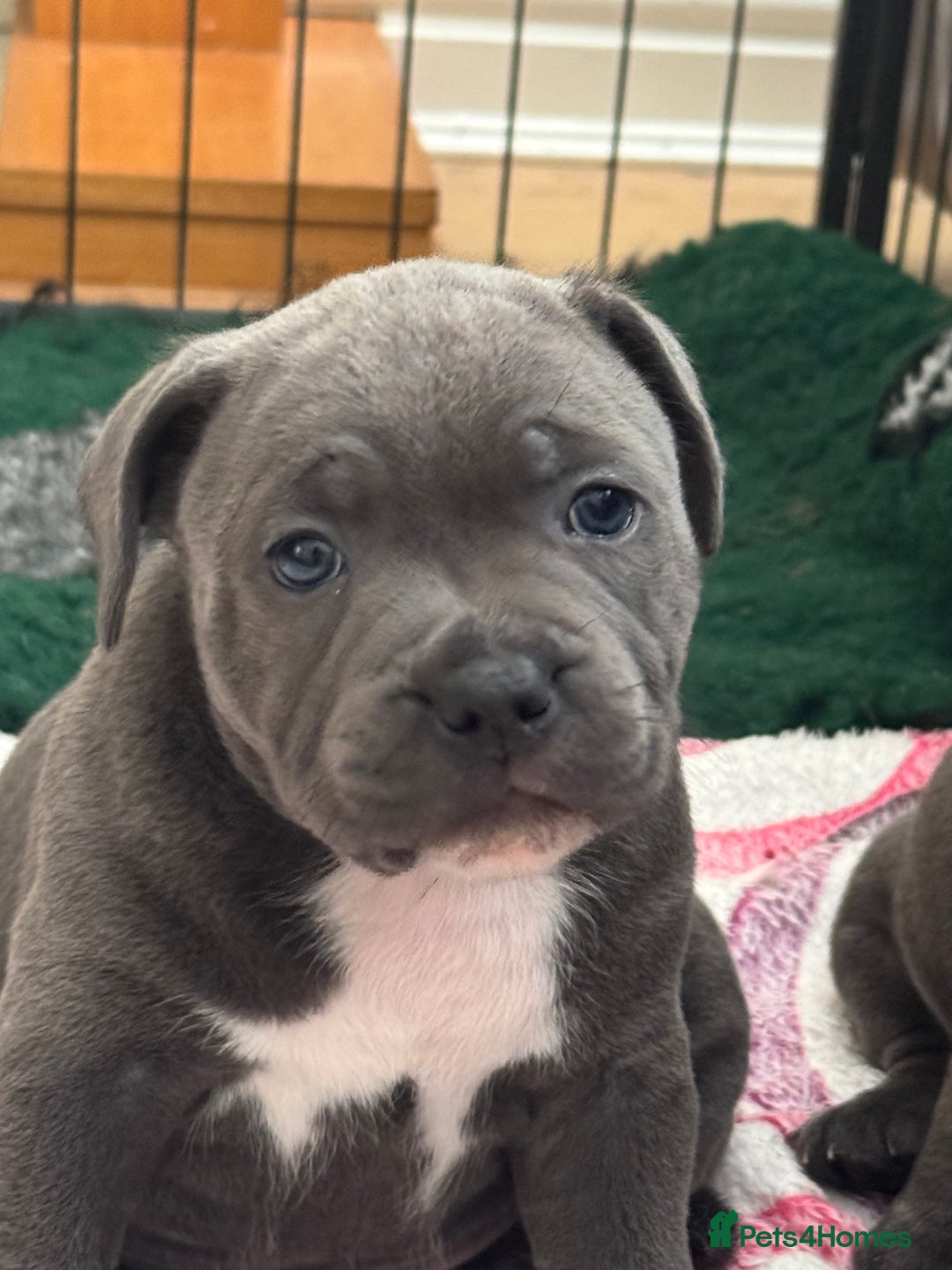 Staffordshire Bull Terrier dogs for sale: Amazing blue Staffordshire bull terrier puppies  in Stoke-on-Trent - Image 7