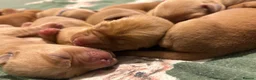 Labrador Retriever dogs for sale: Fox Red Labrador Puppies – 7 Boys & 4 Girls - Advert 4