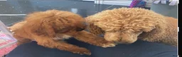 Cavapoo dogs for sale:  F1 Cavapoo,puppies available to leave now - Advert 4