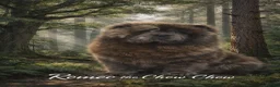 Chow Chow dogs for stud: Chow chow stud  - Advert 5