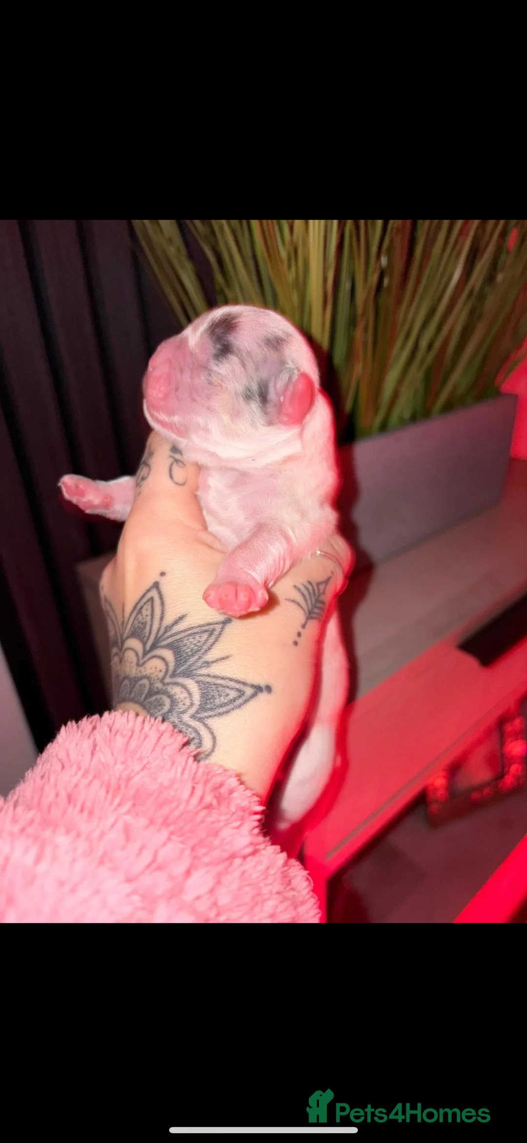 French Bulldog dogs for stud: NOODLE Choc & Tan Fluffy in Newcastle upon Tyne - Advert 13