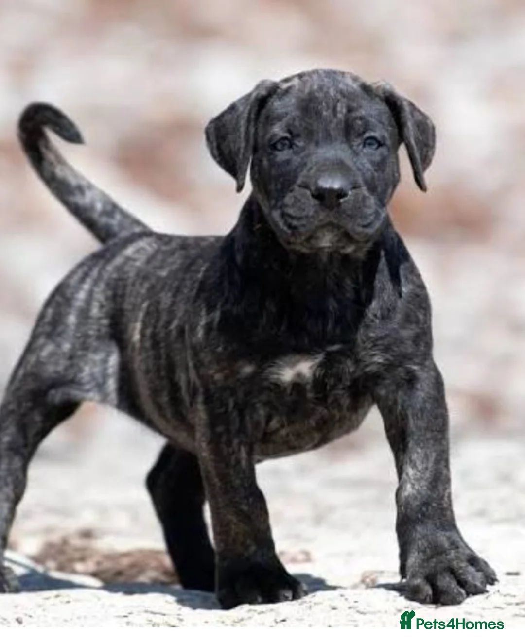 Mixed Breed dogs for sale: Angel the cane x canario  - Advert 2