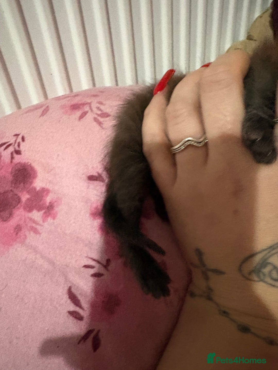 British Longhair cats for sale: Three kittens - Ready  **  week - Advert 14