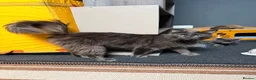 Maine Coon cats for sale: Gorgeous Maine Coon Kittens - Advert 3