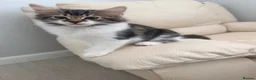 Mixed Breed cats for sale: 10 weeks old kittens ready to go  - Advert 3