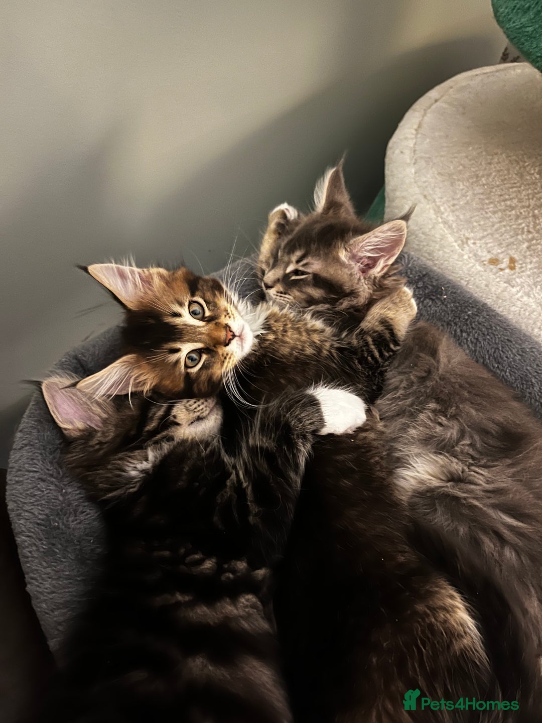 Maine Coon cats for sale:  Pedigree Maine Coon kittens - Advert 34