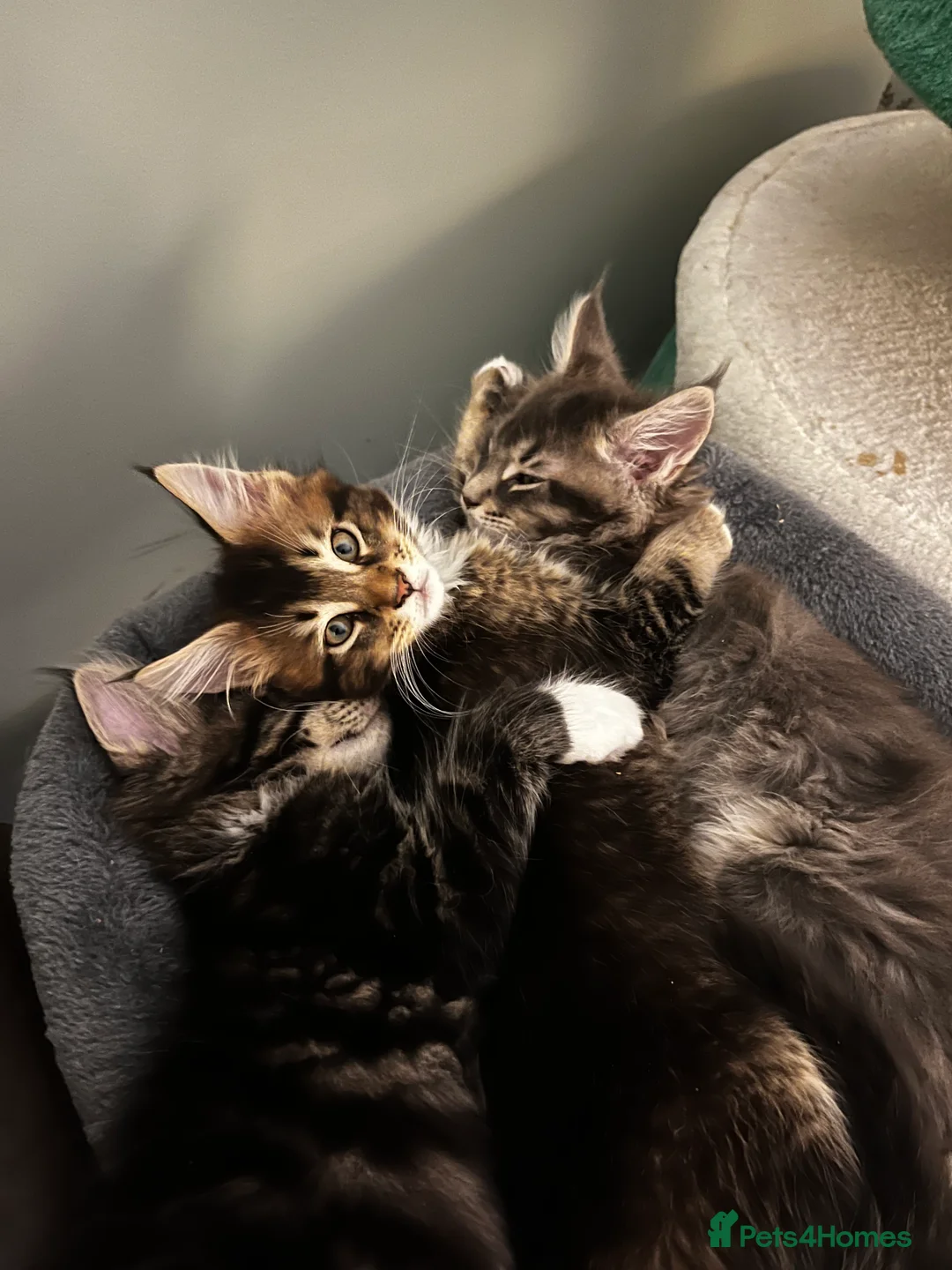 Maine Coon cats for sale:  Pedigree Maine Coon kittens - Advert 33