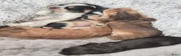 Cocker Spaniel dogs for sale: Gorgeous Show Cocker Puppies in Brampton - Advert 7