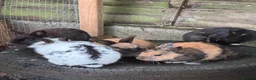 Mixed Breed rabbits for sale: Rabbits  - Advert 6