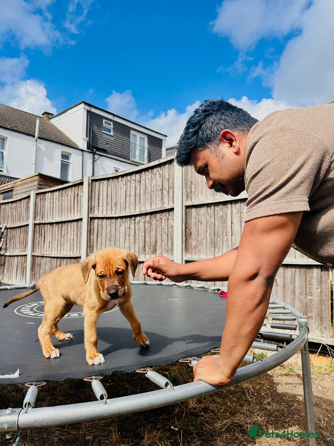 Mixed Breed dogs for sale: Staffy×Serbian Defence Male Puppy – Ready Now - Image 4