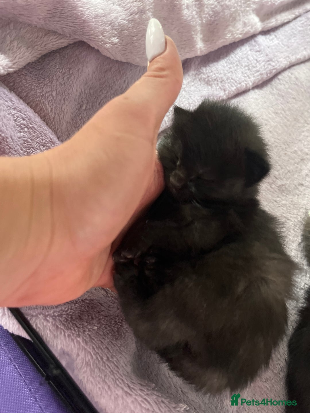 British Shorthair cats for sale: Lovely kittens - Image 14