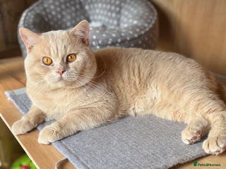 British Shorthair cats Active GCCF Championship status BSH STUD, Blood B! - Advert 22