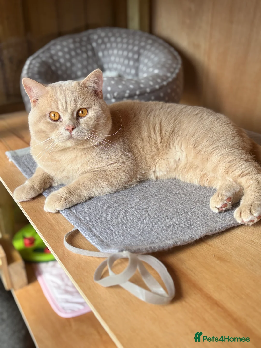 British Shorthair cats for stud: Active GCCF Championship status BSH STUD, Blood B! - Advert 2