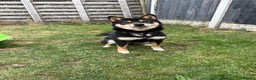 Japanese Shiba Inu dogs for sale: Lilo  - Advert 3