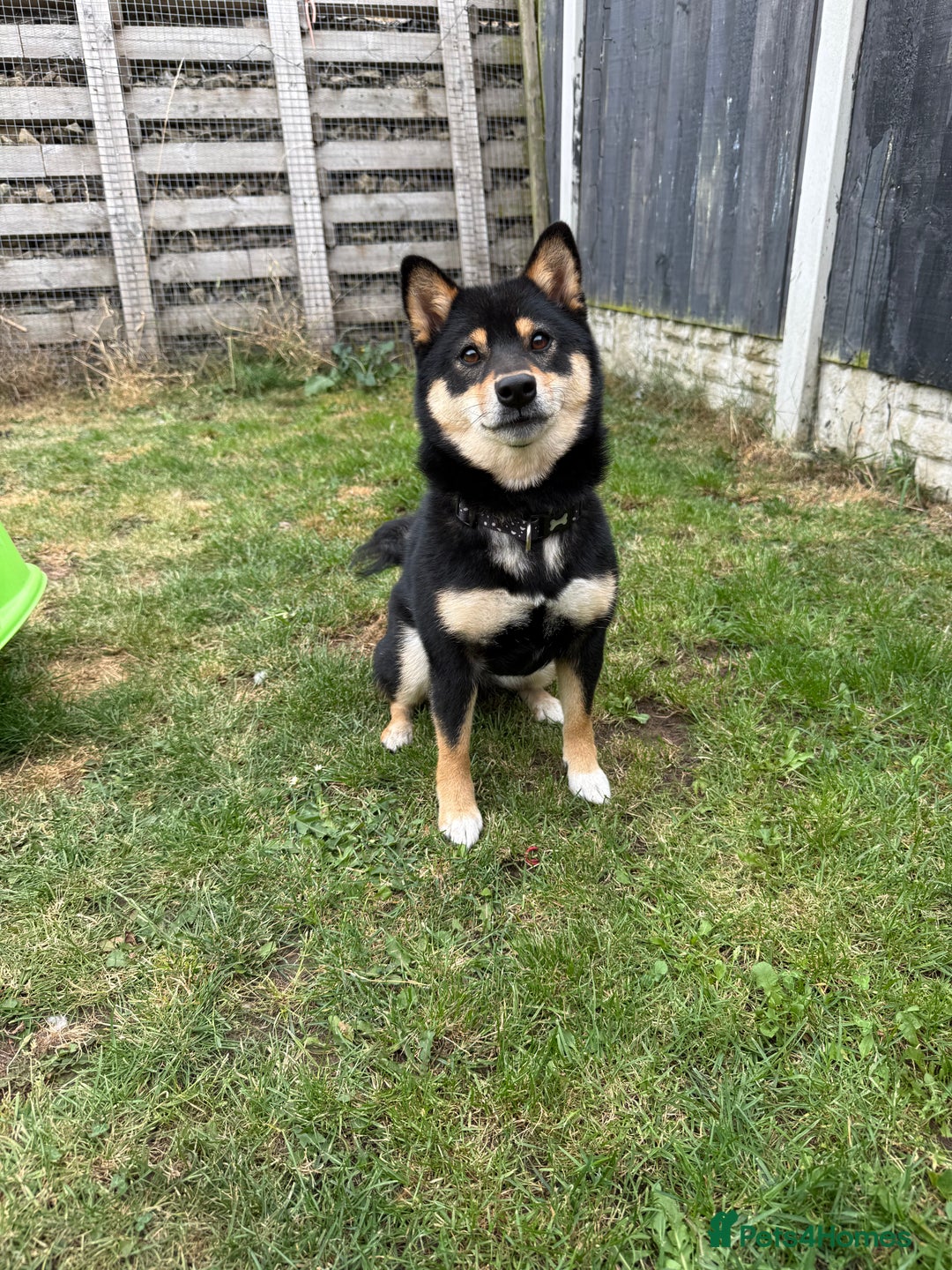 Japanese Shiba Inu dogs for sale: Lilo  - Image 3