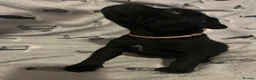 Staffordshire Bull Terrier dogs for sale: Black/blue staffy pups - Advert 18
