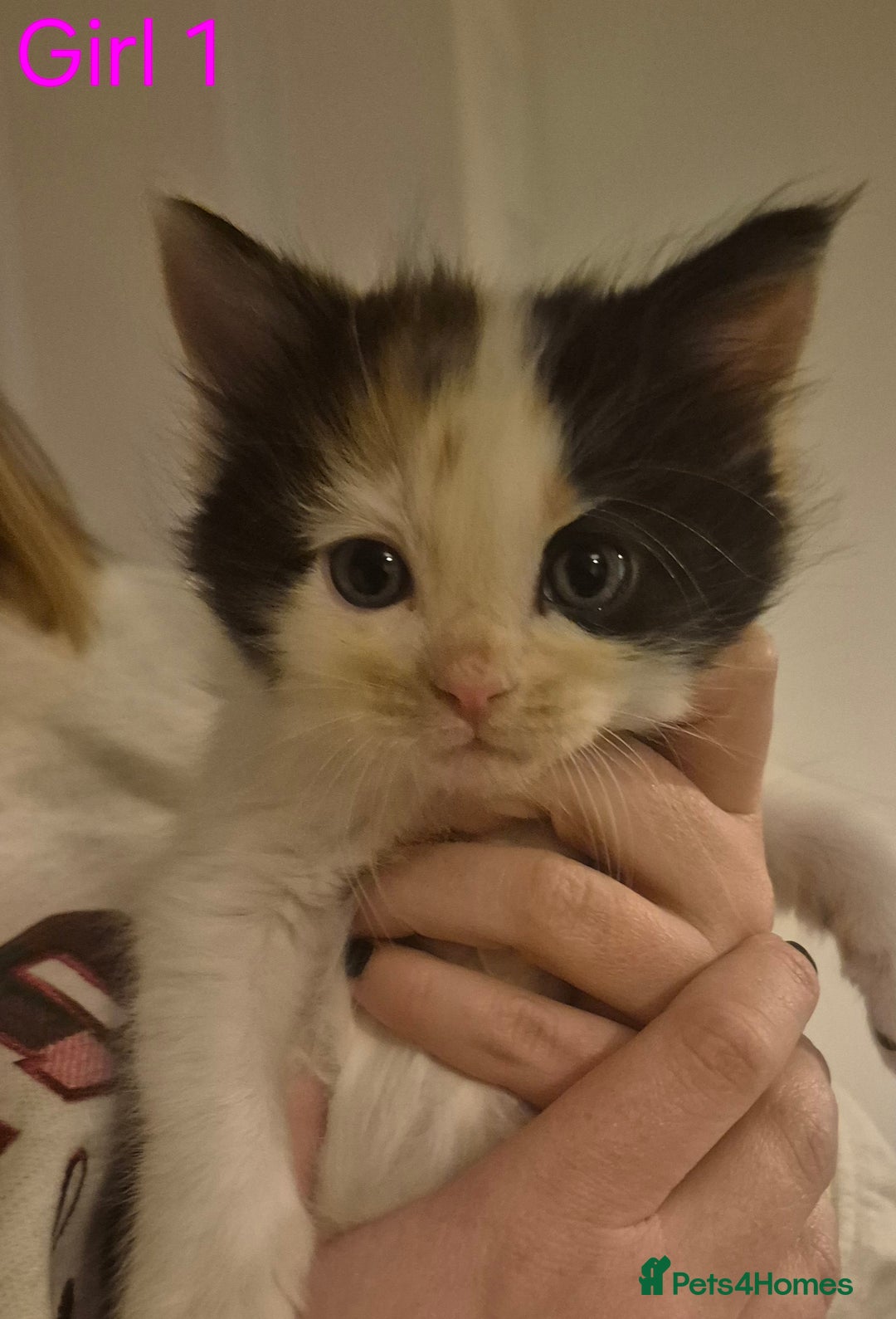 Mixed Breed cats for sale: 5 Beautiful Maine Coon/Ragdoll Kittens  - Advert 4