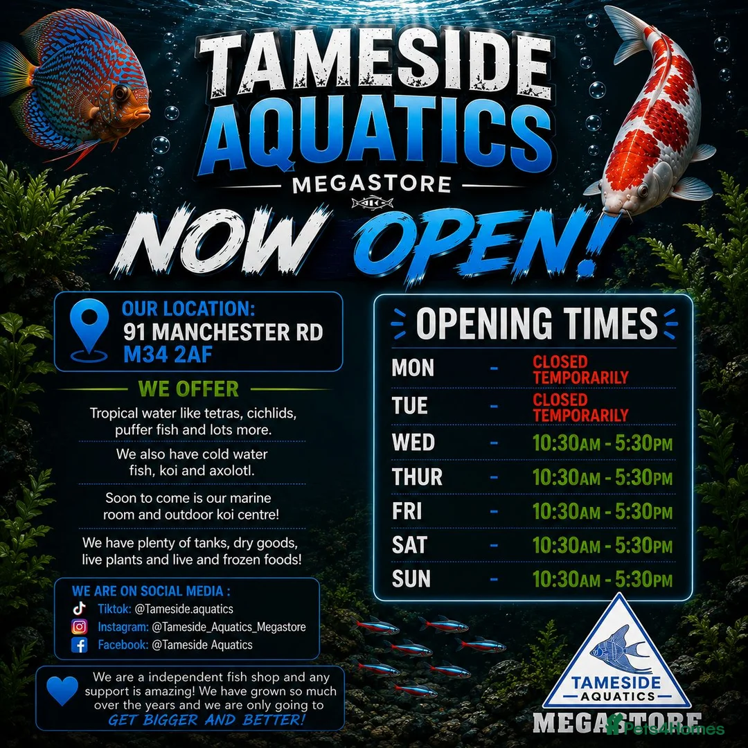 Axolotl reptiles for sale: Small And Big Axolotl @ Tameside Aquatics! 💙 - Advert 2