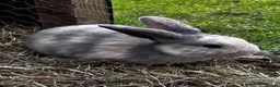 Mixed Breed rabbits for sale: Mixed Breed Bunnies in Street - Advert 2