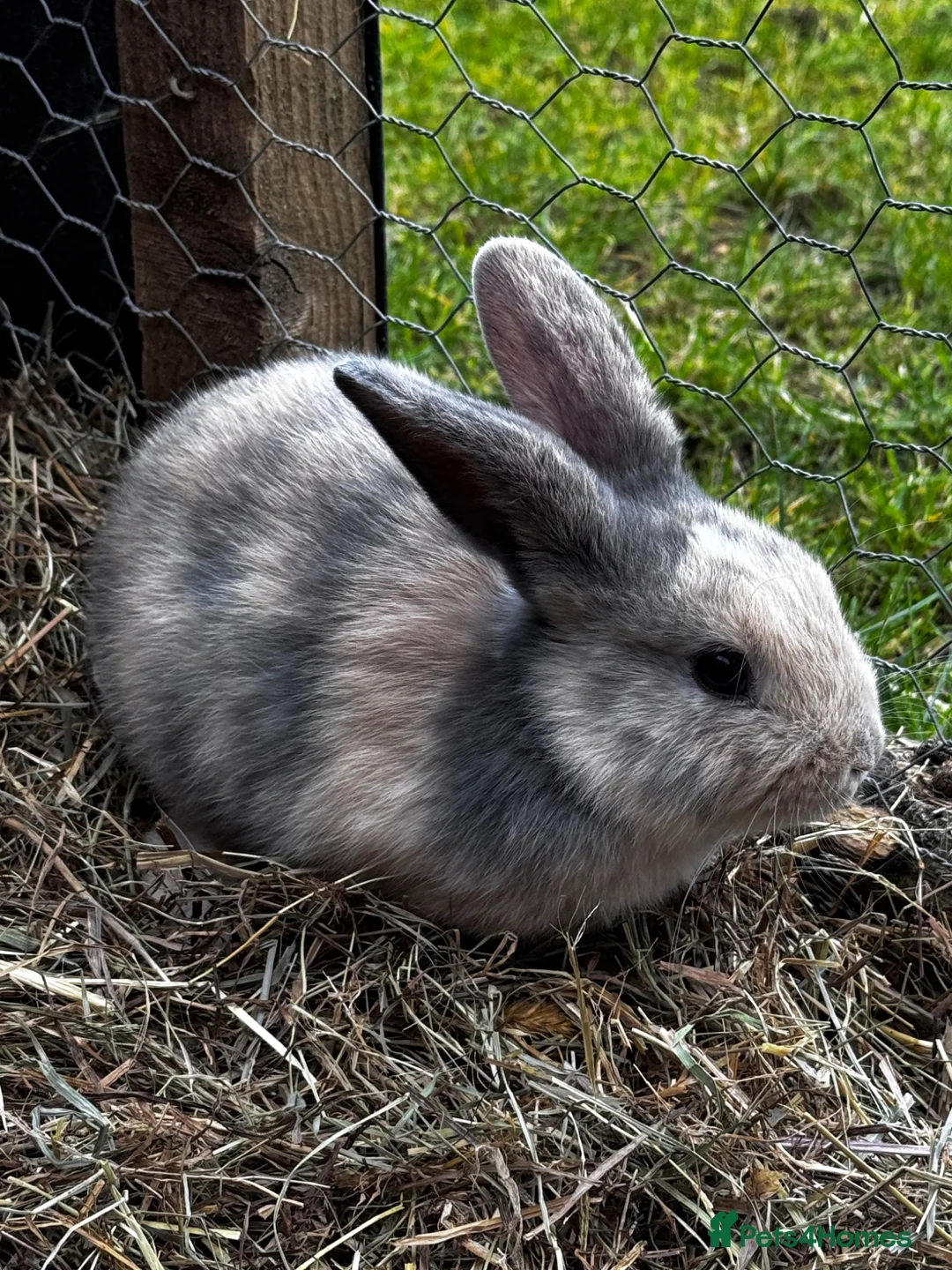 Mixed Breed rabbits for sale: Mixed Breed Bunnies in Street - Advert 2