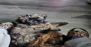 Lhasa Apso dogs - Advert 6