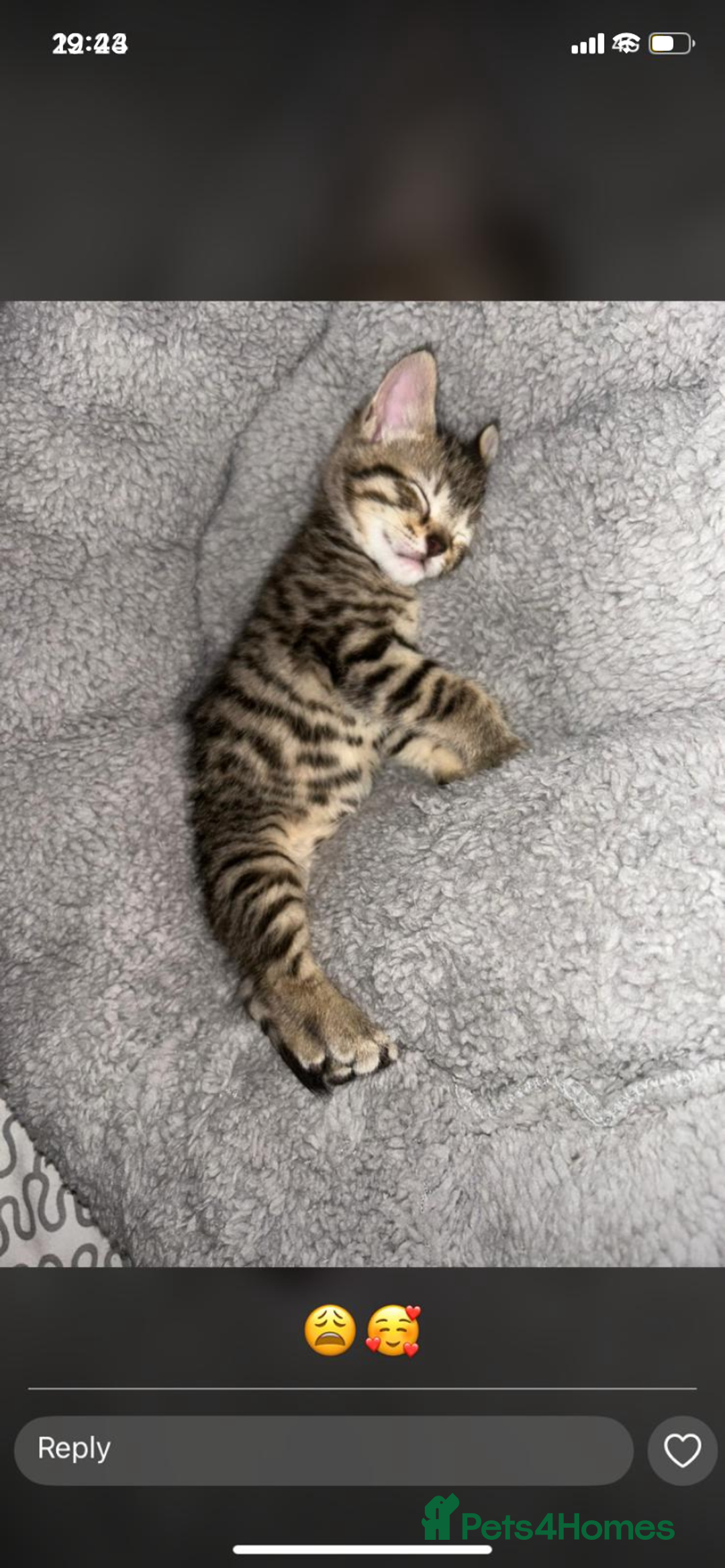 Savannah cats for sale: F4-F5+Savannah Kittens - Advert 2