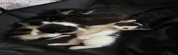 Domestic Shorthair cats for sale: Black and white domestic shorthair kittens - Advert 13