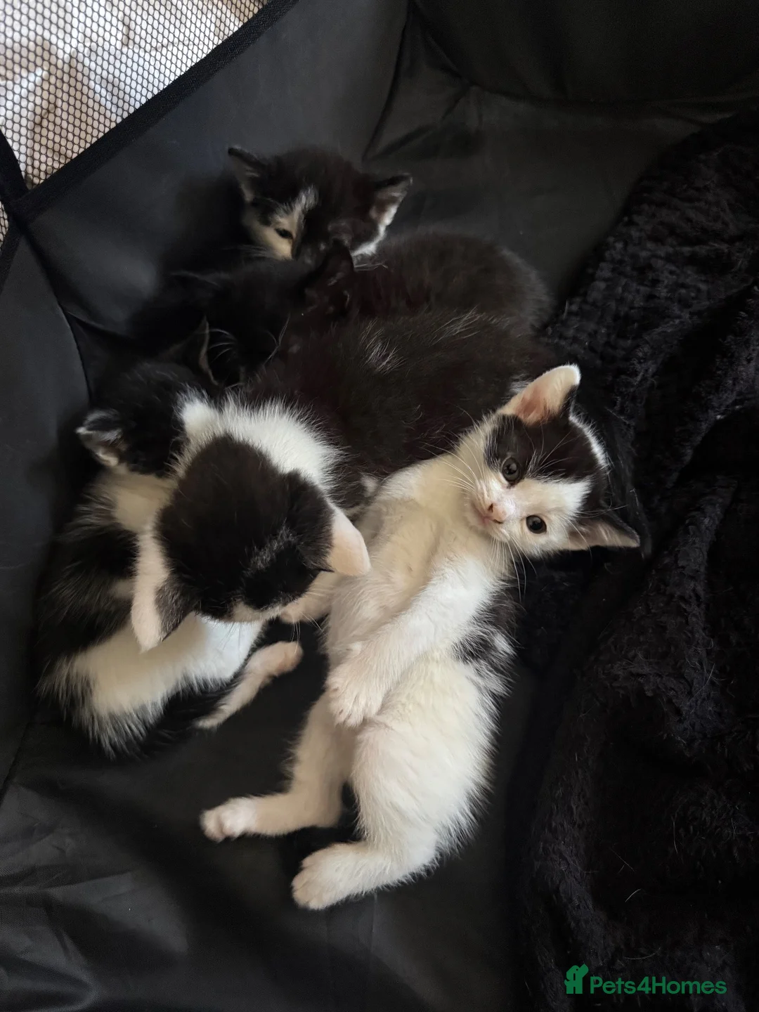 Domestic Shorthair cats for sale: Black and white domestic shorthair kittens - Advert 13
