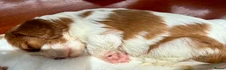 Cavalier King Charles Spaniel dogs for sale: DNA CAVALIER PUPPIES - Advert 5