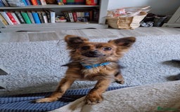 Chihuahua dogs for sale: Pedigree chihuahua brindle semi long coat  - Image 3