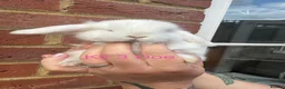 Mini Lop rabbits for sale: Purebred Mini Lops - Advert 5