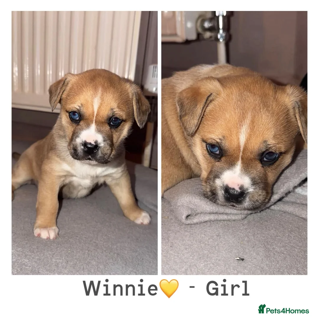 Mixed Breed dogs for sale: Beautiful Puppies  - Advert 2
