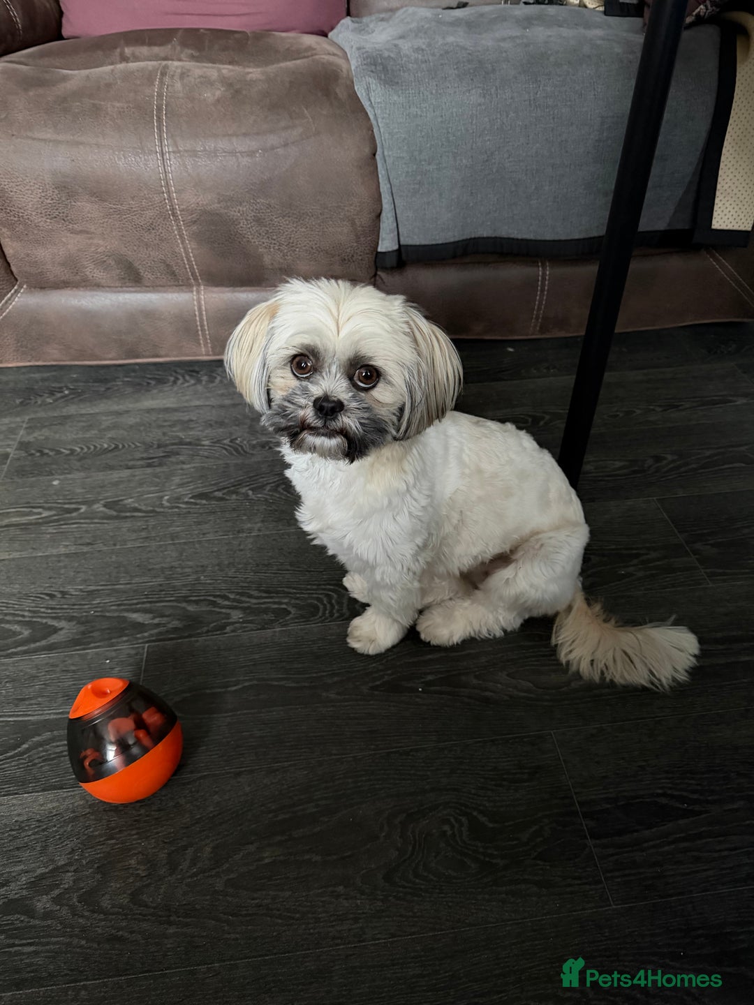 Shih Tzu dogs for sale: Shih tzu - Advert 3