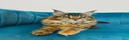 Maine Coon cats for sale: TICA Pedigree Registered Maine Coon Kittens - Advert 20