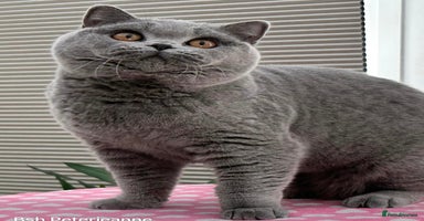 British Shorthair cats - Advert 3