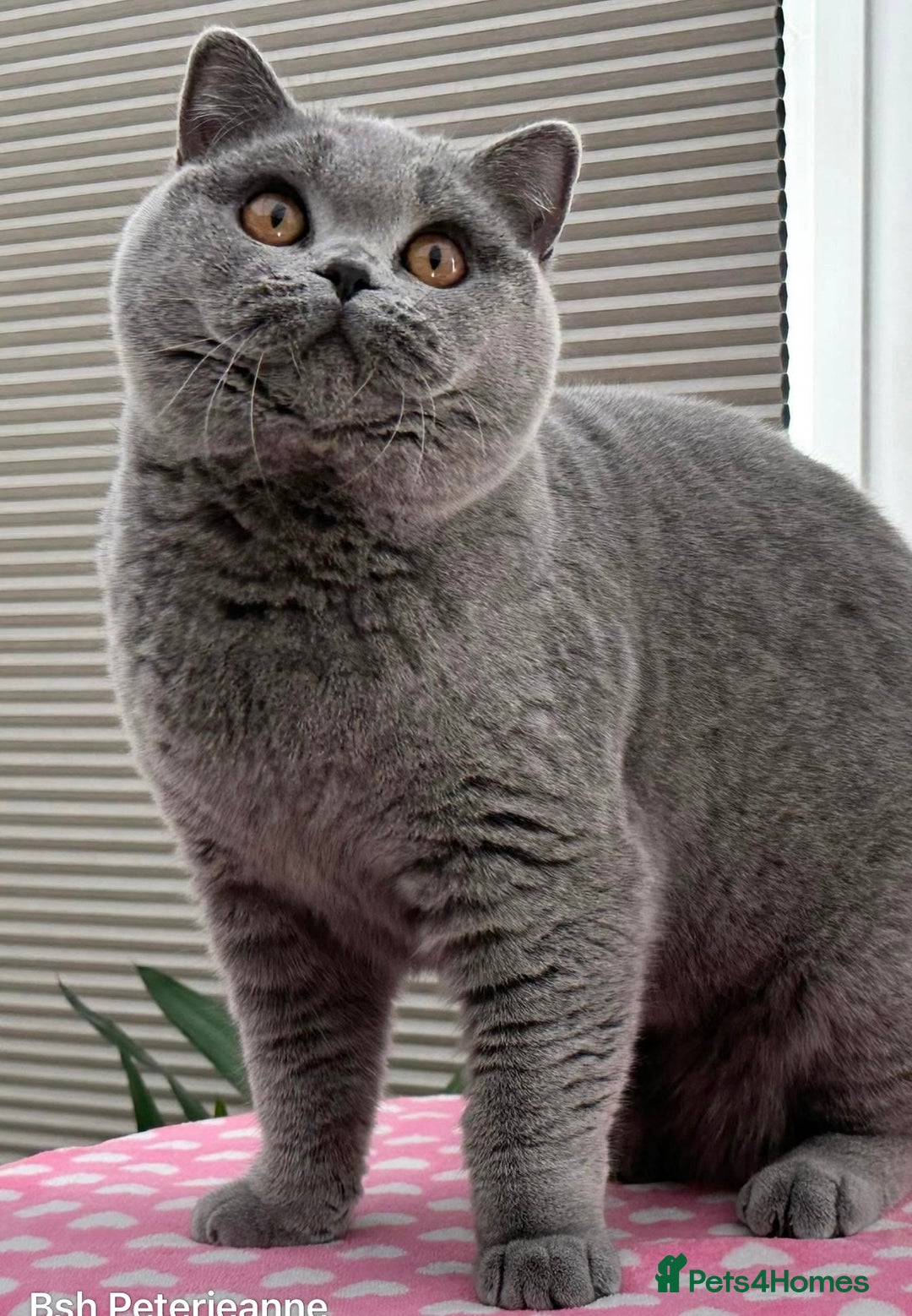 British Shorthair cats for sale: Beautiful Blue Girl - Image 3
