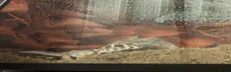 Gecko reptiles for sale: Breeding pair of frog eyed geckos with everything  in Hornsea - Advert 3