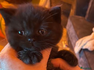 British Shorthair cats Black/smoke boy Cinnamon carrier - Advert 7