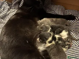 Mixed Breed cats 6 beautiful kittens - Advert 1