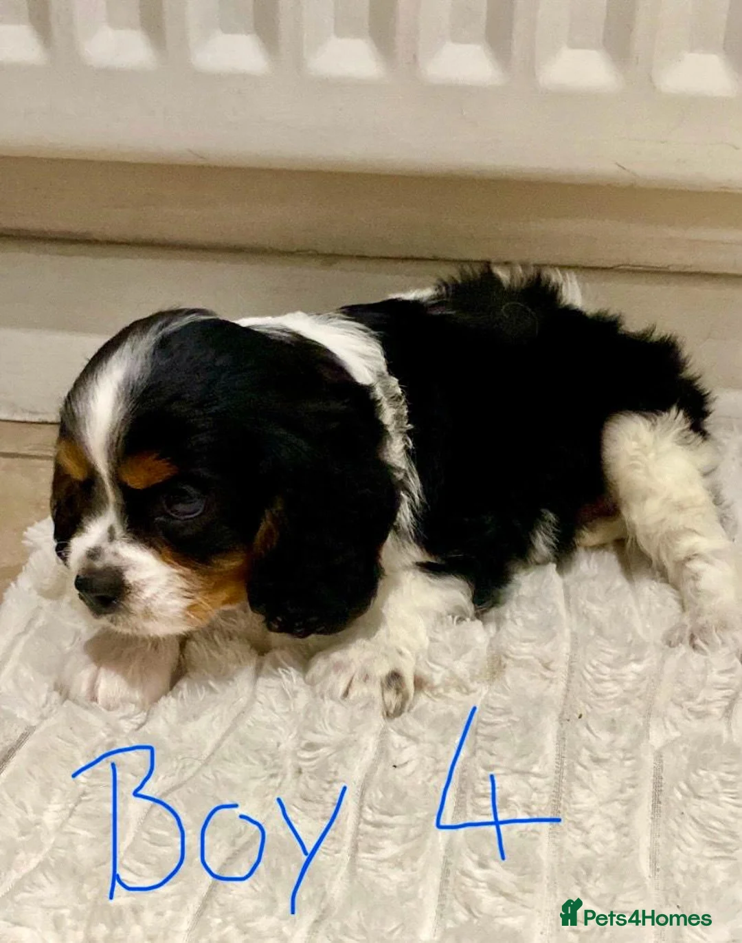 Cavalier King Charles Spaniel dogs for sale: Pure king charles cavalier puppys - Advert 16