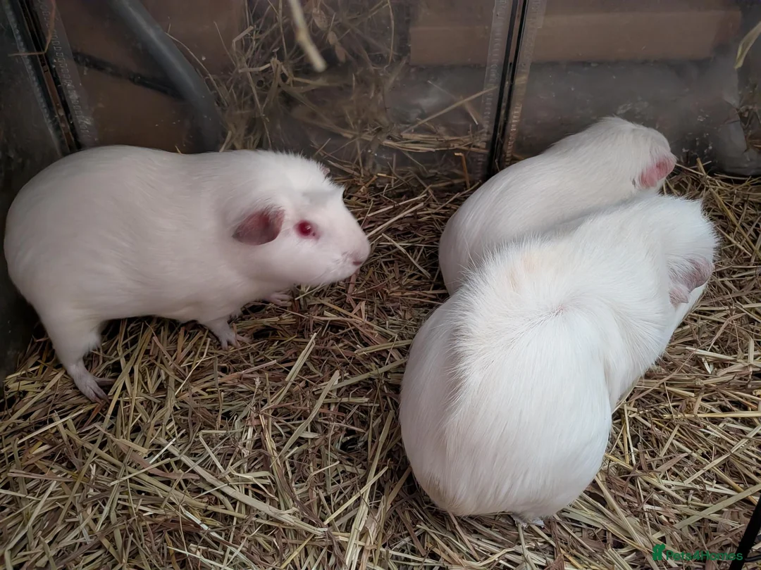 Guinea Pig rodents for sale: Four bonded girls  in Plymouth - Advert 3