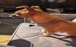 Mixed Breed dogs for sale: 4 Year Old Jack/Chi Looking For Forever Home - Image 7