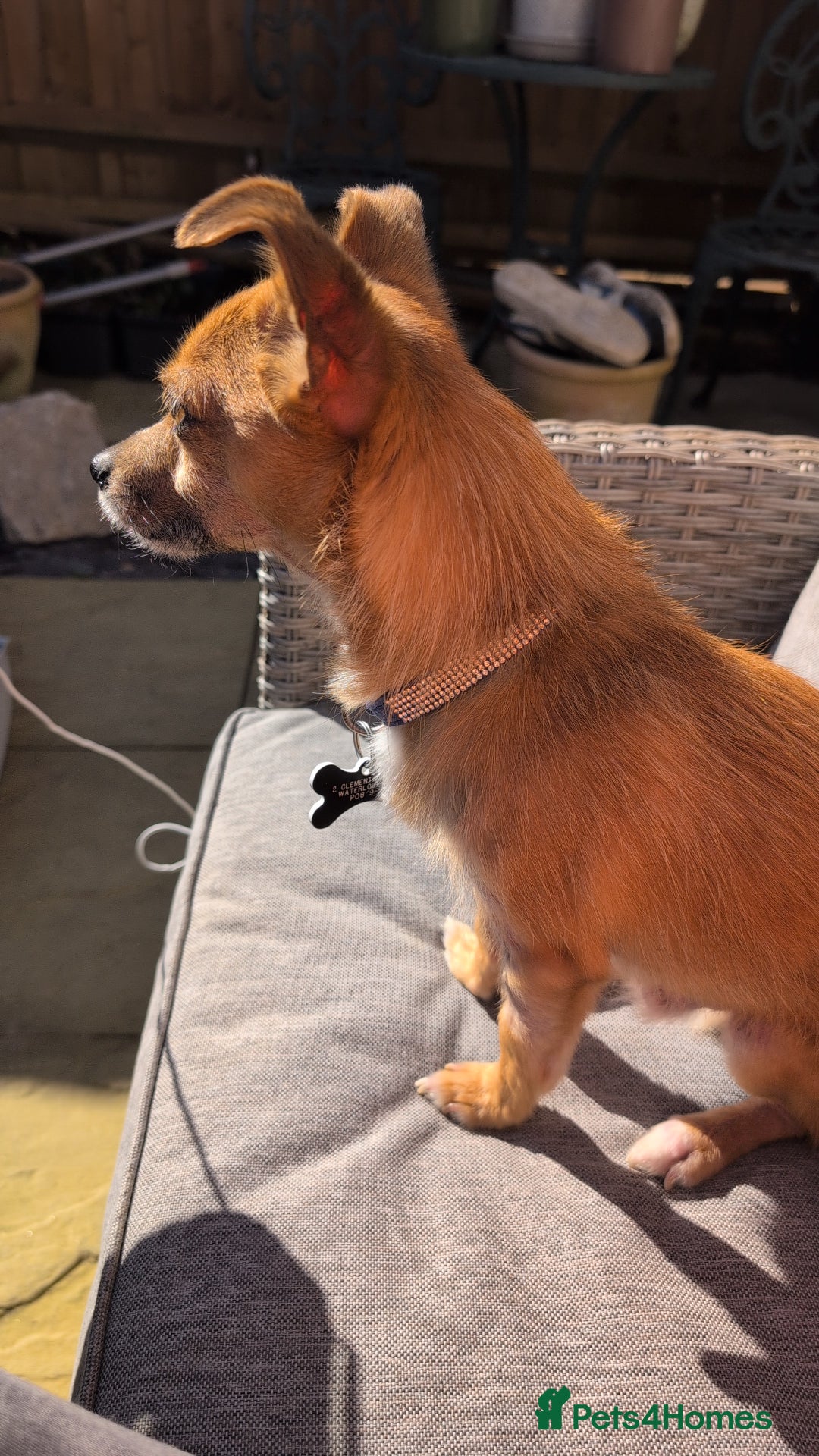 Mixed Breed dogs for sale: 4 Year Old Jack/Chi Looking For Forever Home - Image 7